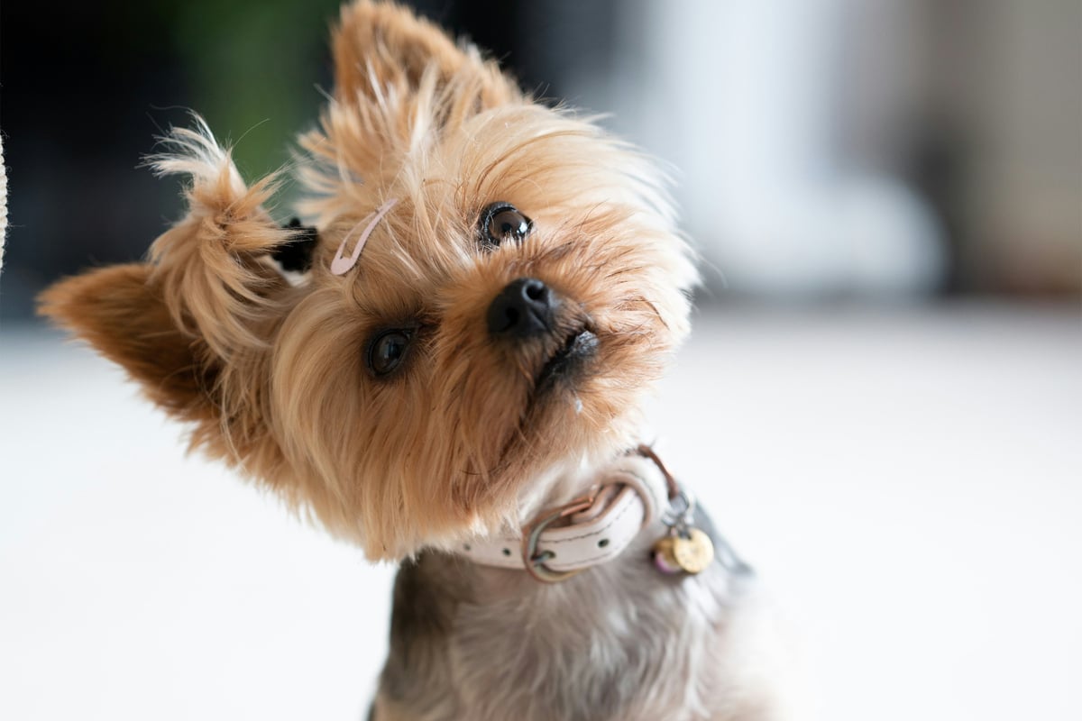 Why do dogs tilt their heads?