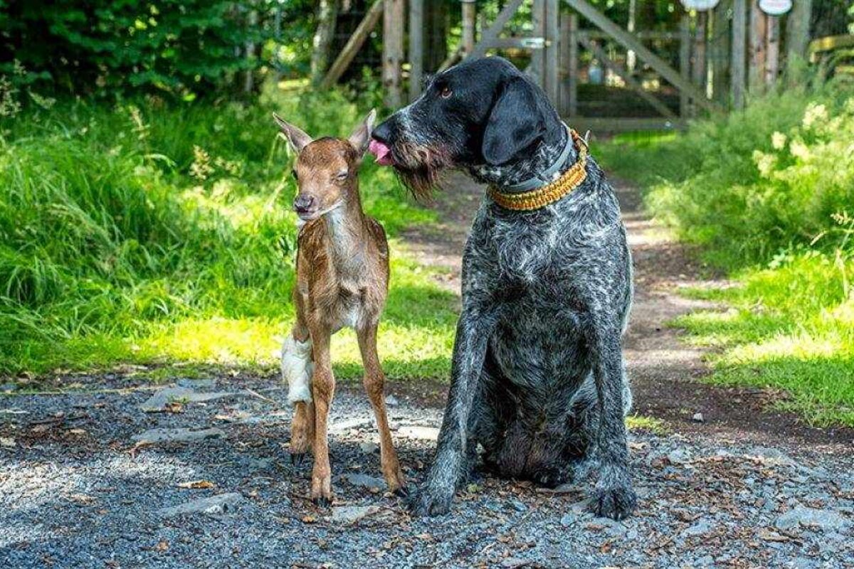 Wie süß! Hund liebt Hirschbambi TAG24