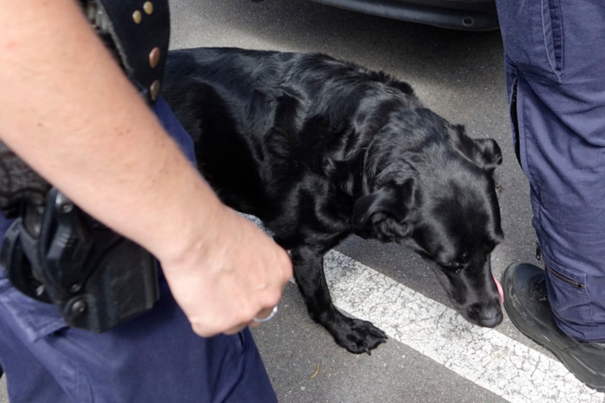 Polizeieinsatz in Chemnitz: Hund in Auto zurückgelassen