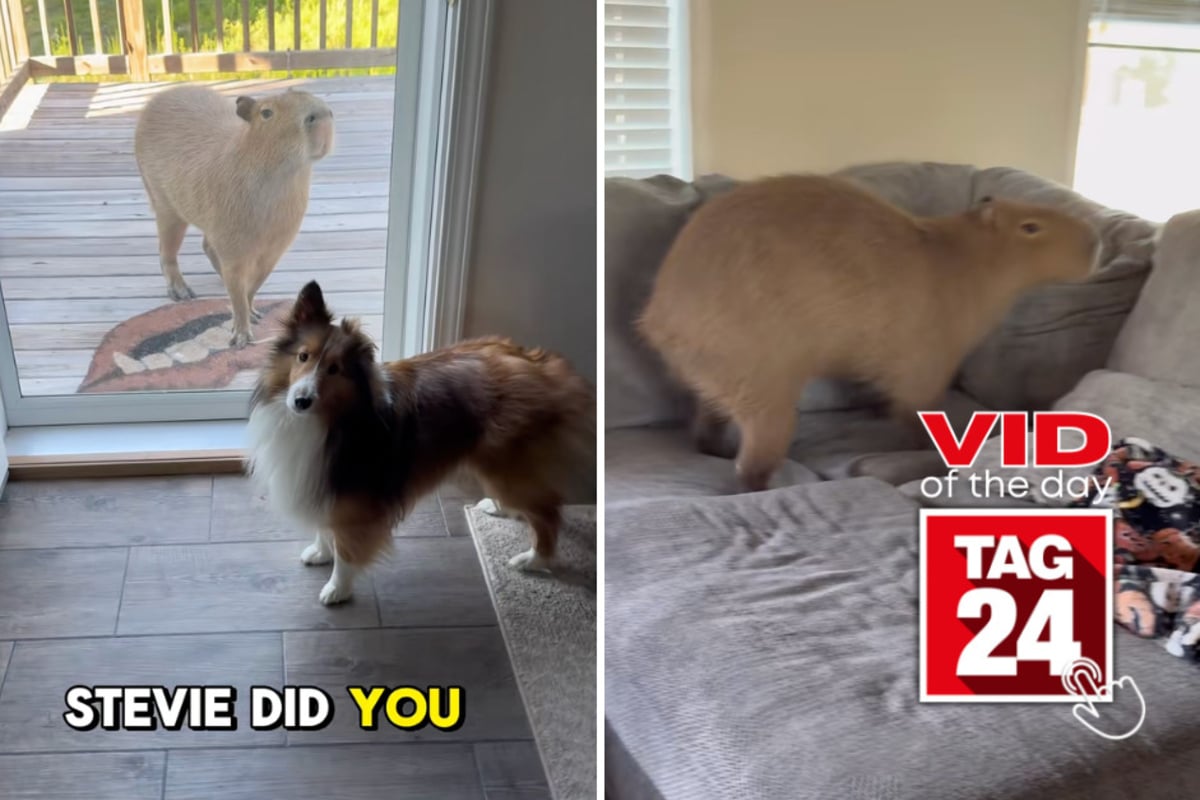 Viral Video of the Day for June 14, 2026: Capybara caught sneaking into house for prime lounging spot!
