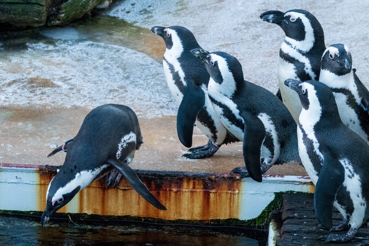 arbeiter-st-rzt-in-zoo-metertief-in-pinguin-becken