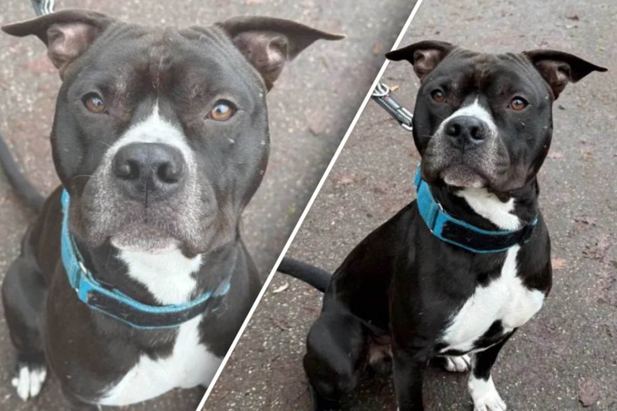 Junger Hund genießt jede Form von Zuwendung: Tierretter schwärmen von seinem lieben Wesen