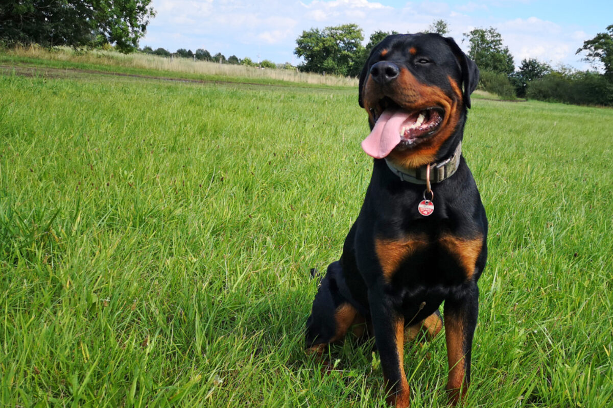 Zu lieb für die Polizei Hund Balou fällt durch die Prüfung TAG24