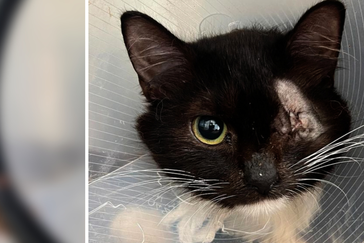 Dutzende Katzen aus Müll-Wohnung gerettet! Neue Hoffnung für "Mister Tapferkeitsmedaille"