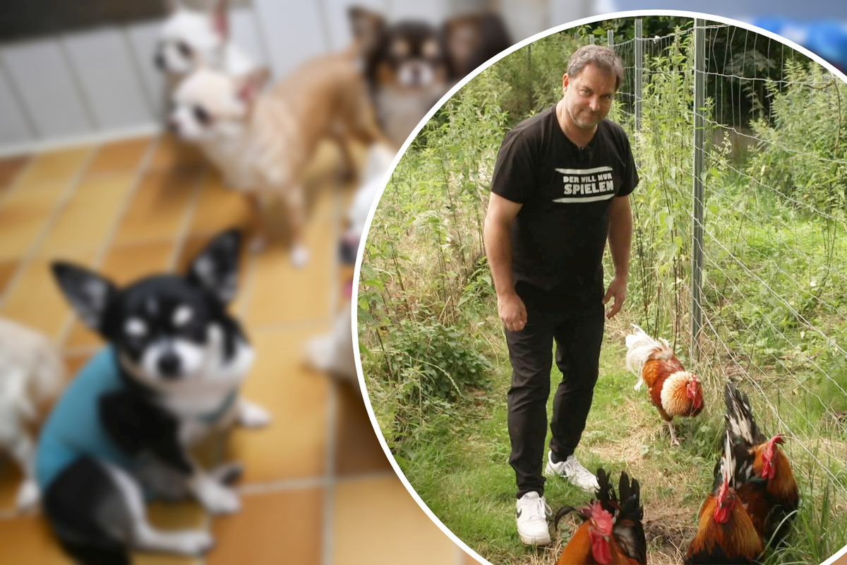 H-hne-statt-Hunde-Martin-R-tter-stellt-sich-im-Tierheim-neuer-Herausforderung
