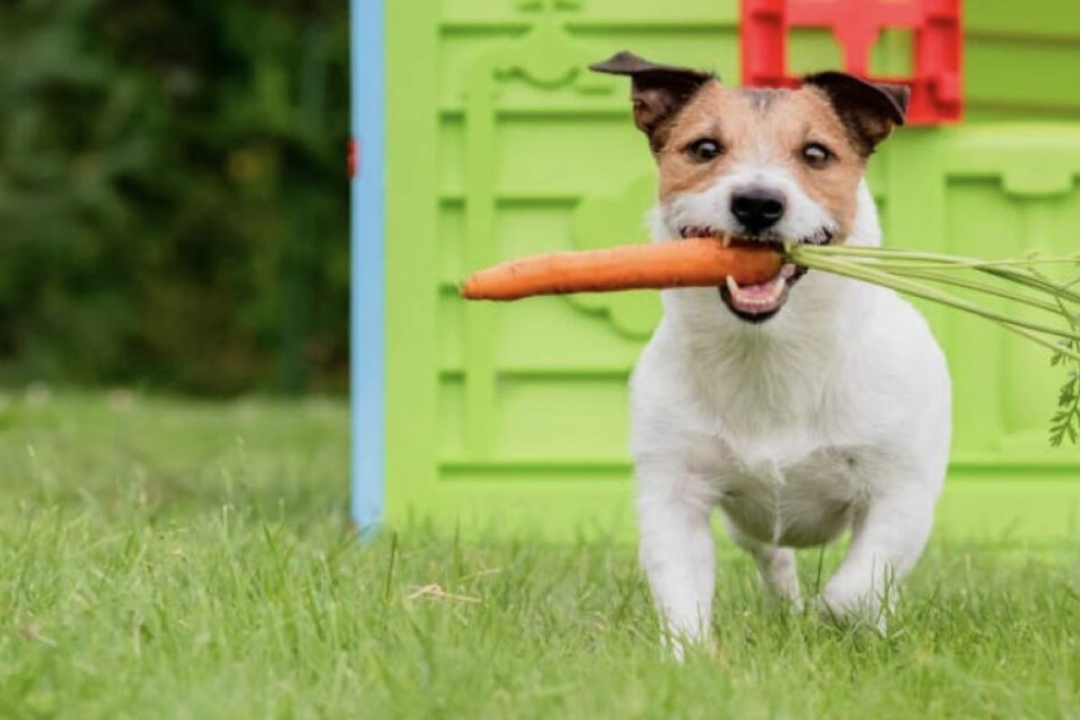 Vegan dog food Can dogs go vegan?
