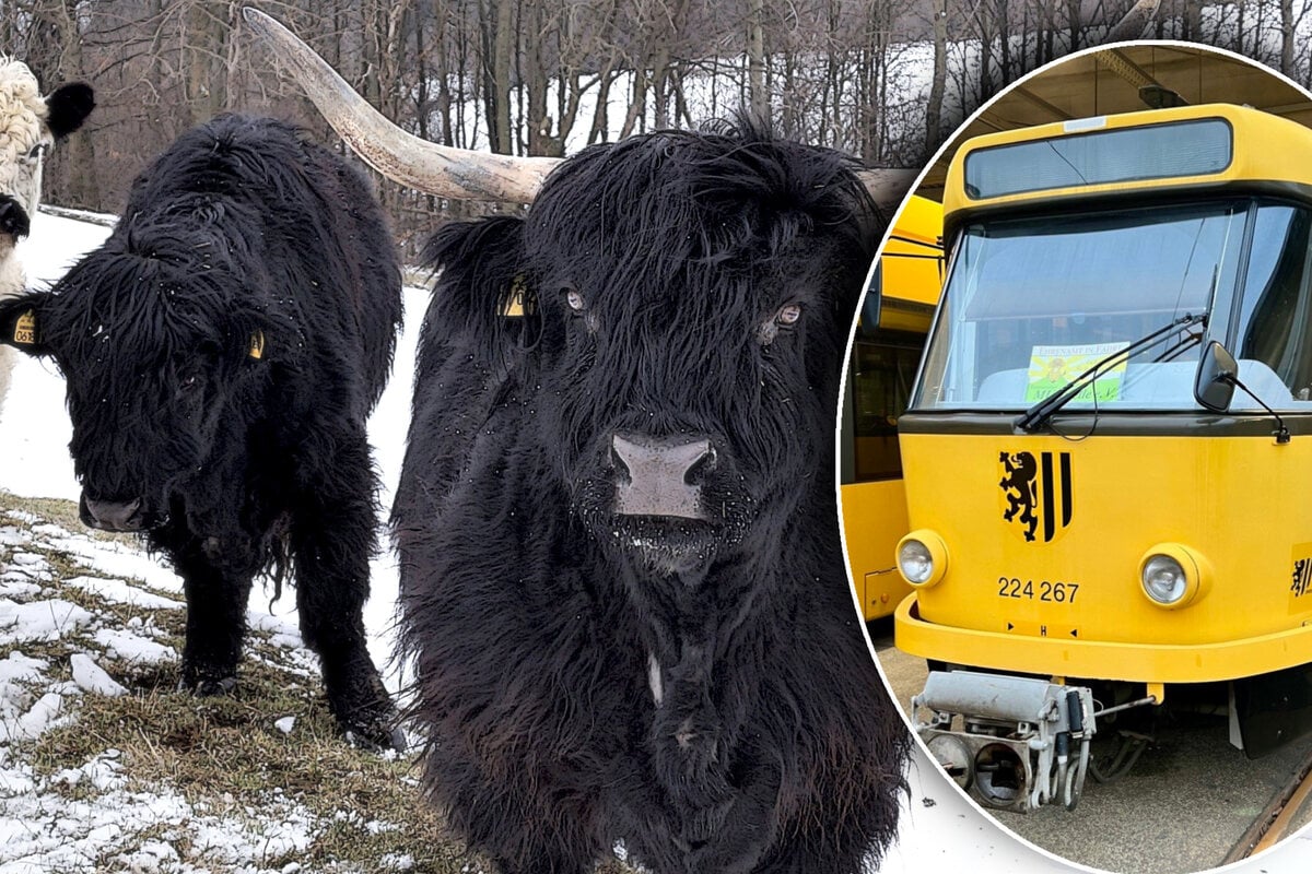 Von Tierschützern gerettet: Alte Tatra-Bahn soll nun Schule machen