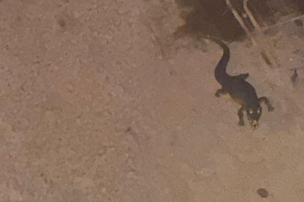 Aufblasbares Krokodil versetzt Stadt tagelang in Angst und Schrecken