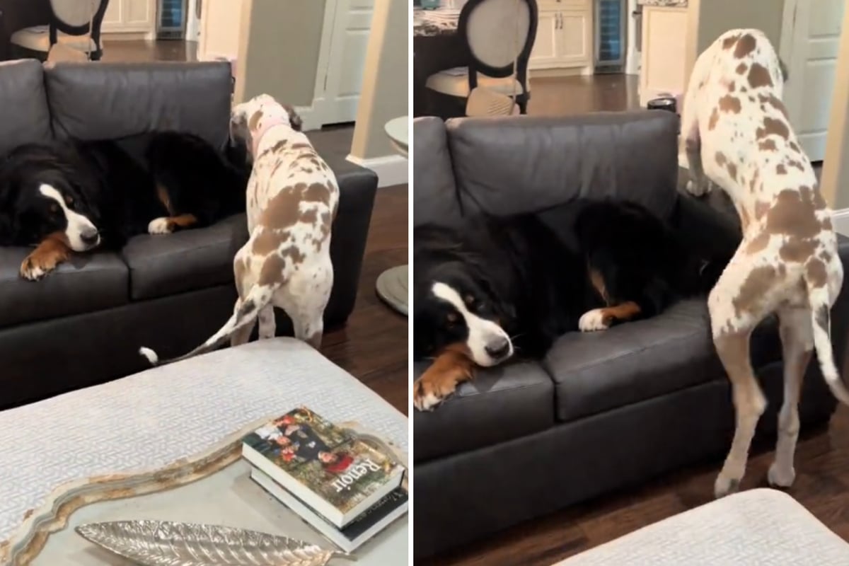 Hund streckt sich auf der Couch aus: Was Doggen-Welpe dann macht, belustigt die User