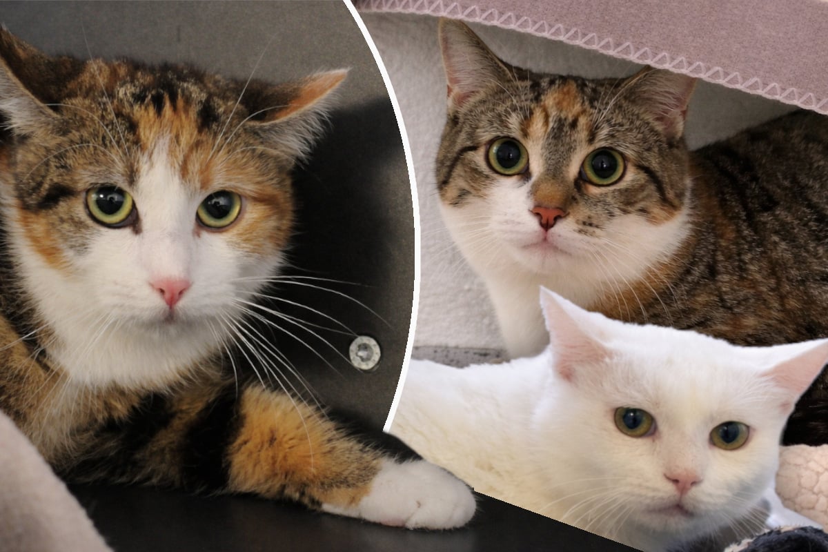 Halter hortet Katzen: Das passiert nun mit den Tieren
