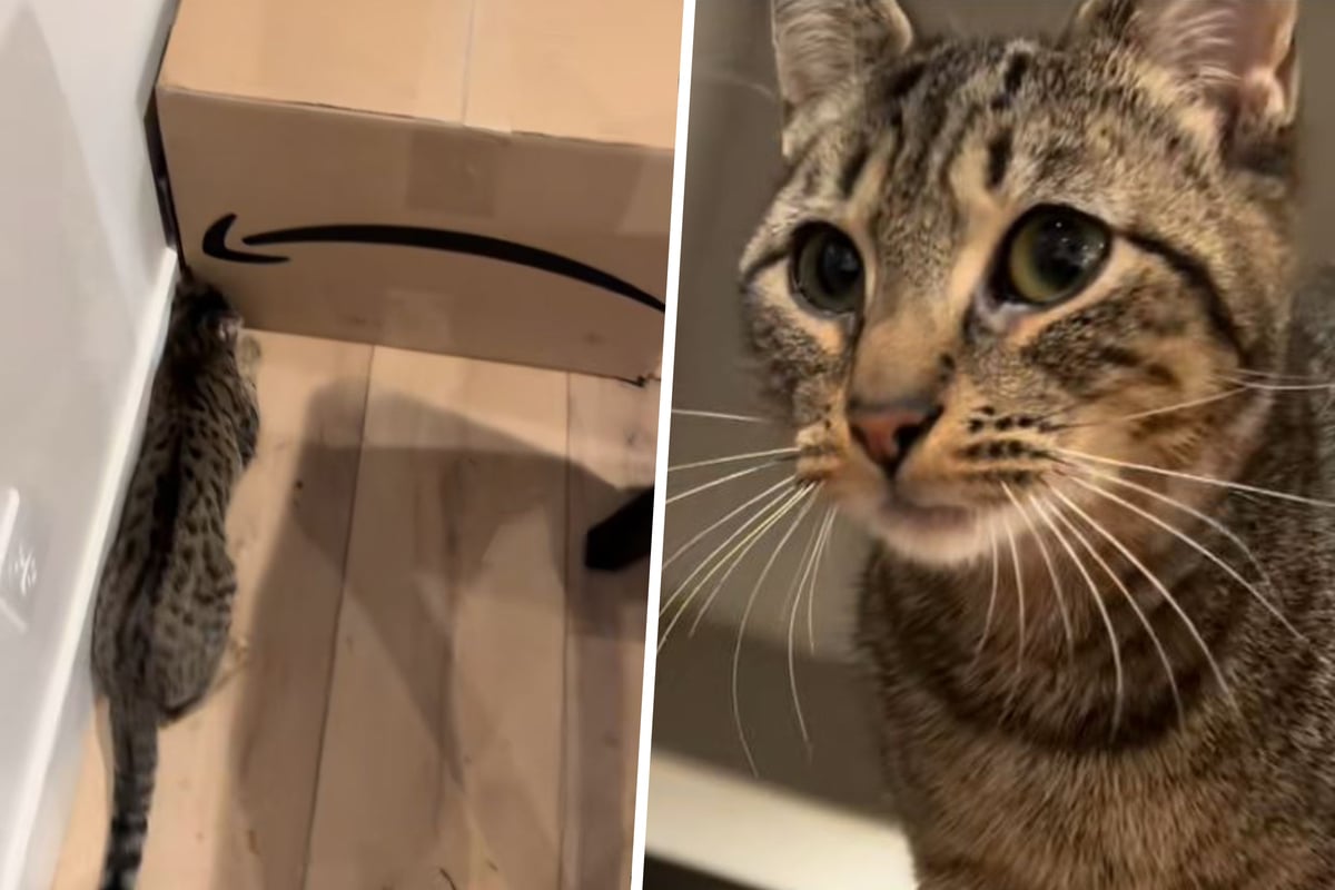 Fremde Katze Sitzt Vor Der Tür Und Miaut
