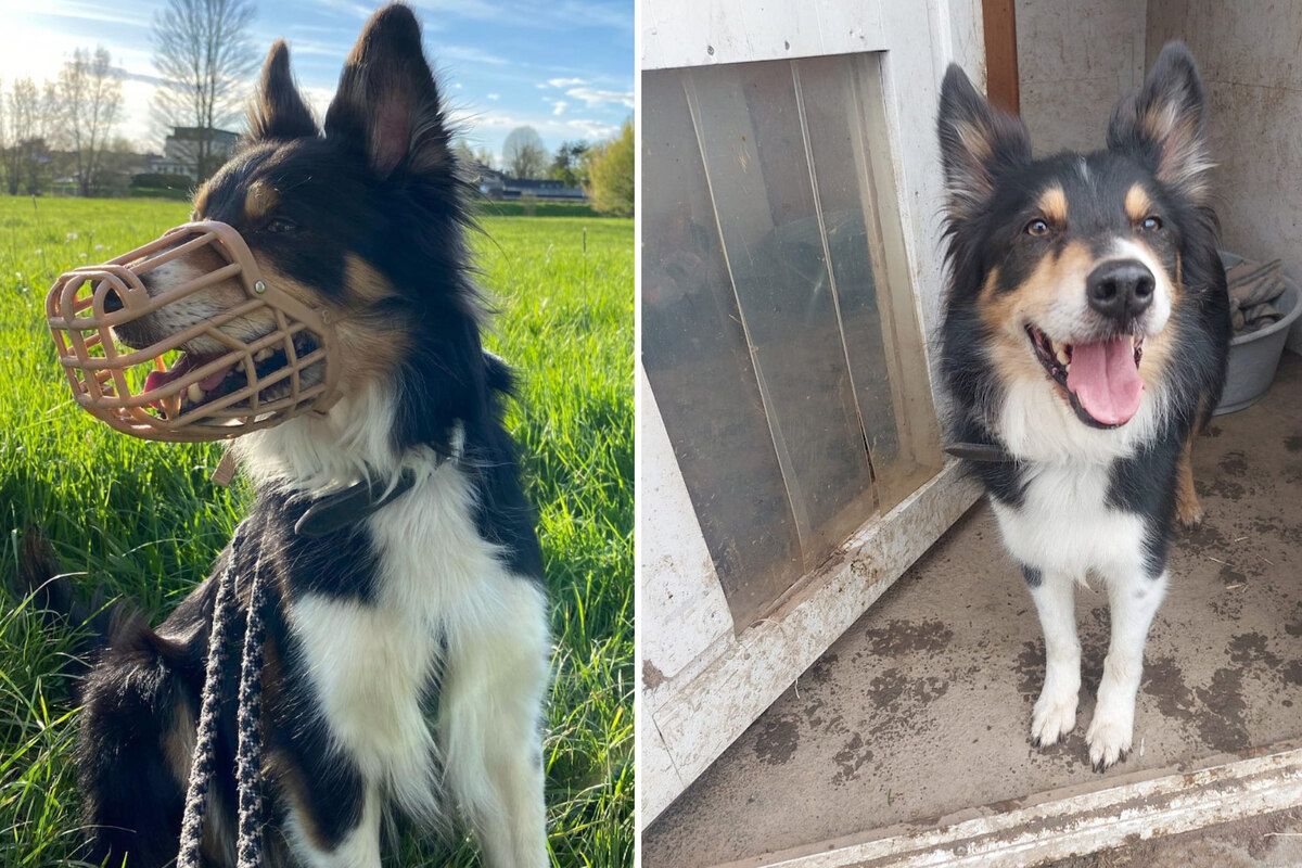 Border Collie Sucht Dringend Neues Zuhause "Genießt die gemeinsame Zeit": Verunsicherter Border Collie wünscht