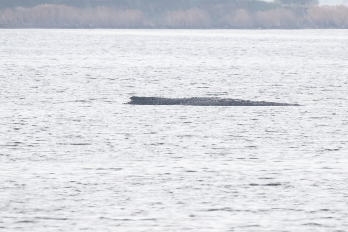 Rettungsaktion von gestrandetem Timmy: Erste Personen sind bei Wal im Wasser