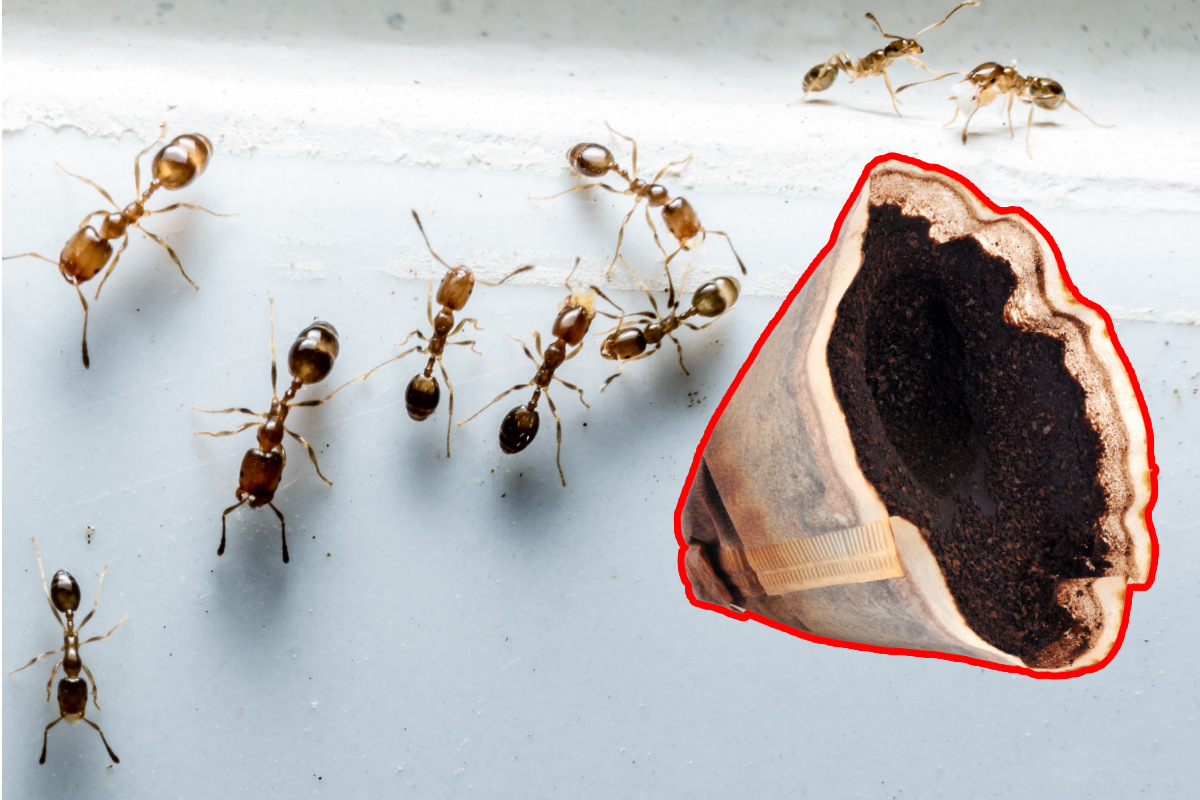 Kaffeesatz gegen Ameisen: Wie es wirkt und angewendet wird