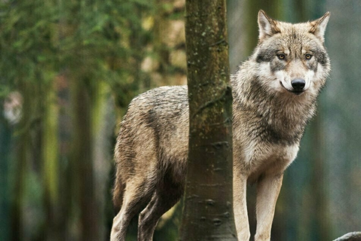 Sieben gerissene Tiere im Wildgehege: Waren es Wolfs-Attacken?
