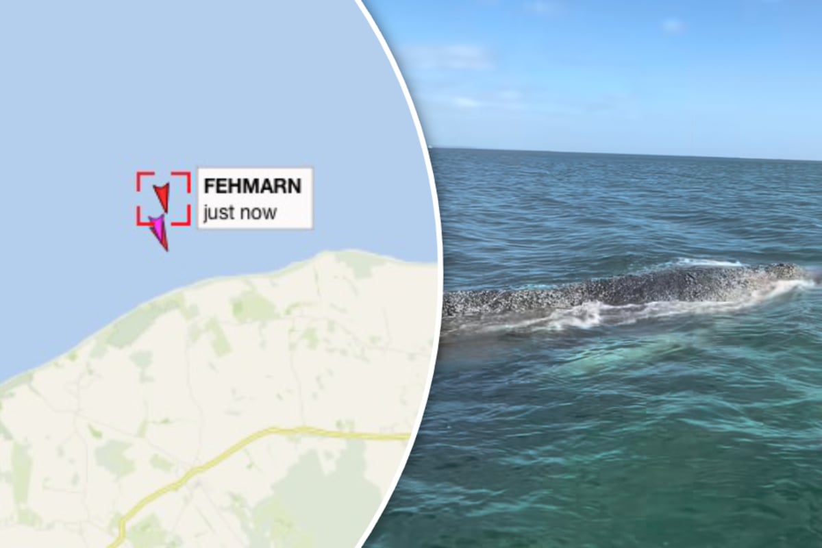 Buckelwal kommt vom Kurs ab, die Situation bleibt brenzlig