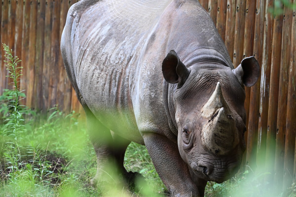 Schwerer Bursche, schwieriger Transport: Frankfurter Zoo freut sich über Nashorn-Zuwachs