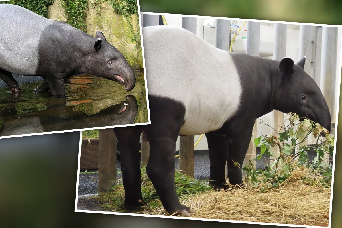 Zoo Leipzig: Tapir-Gehege nach Laila-Abschied bereits wieder bewohnt!