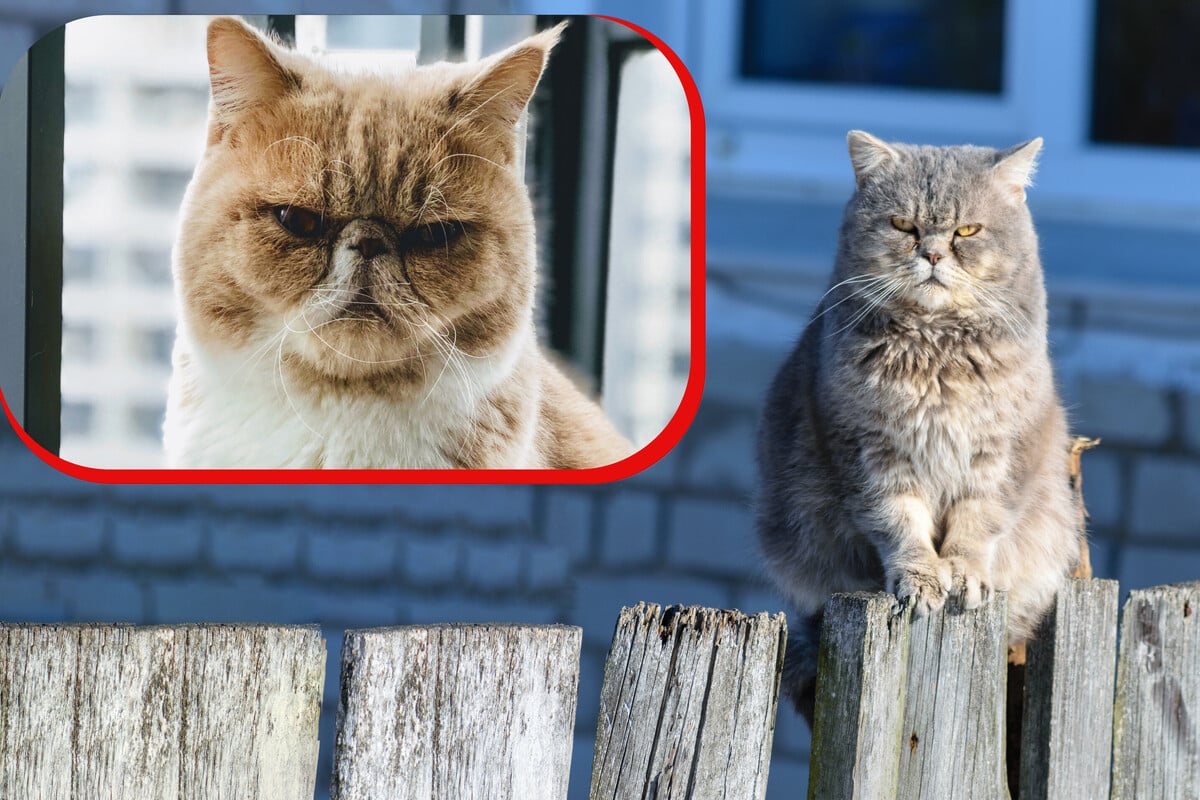 8 Signs Your Cat Is Secretly Mad At You That Are Super Subtle