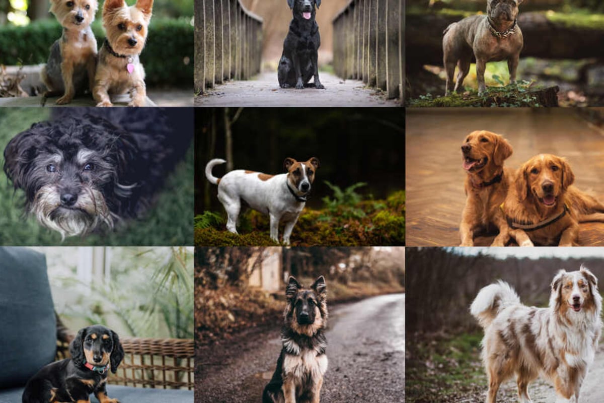 Das Sind Die 10 Beliebtesten Hunderassen In Deutschland Tag24