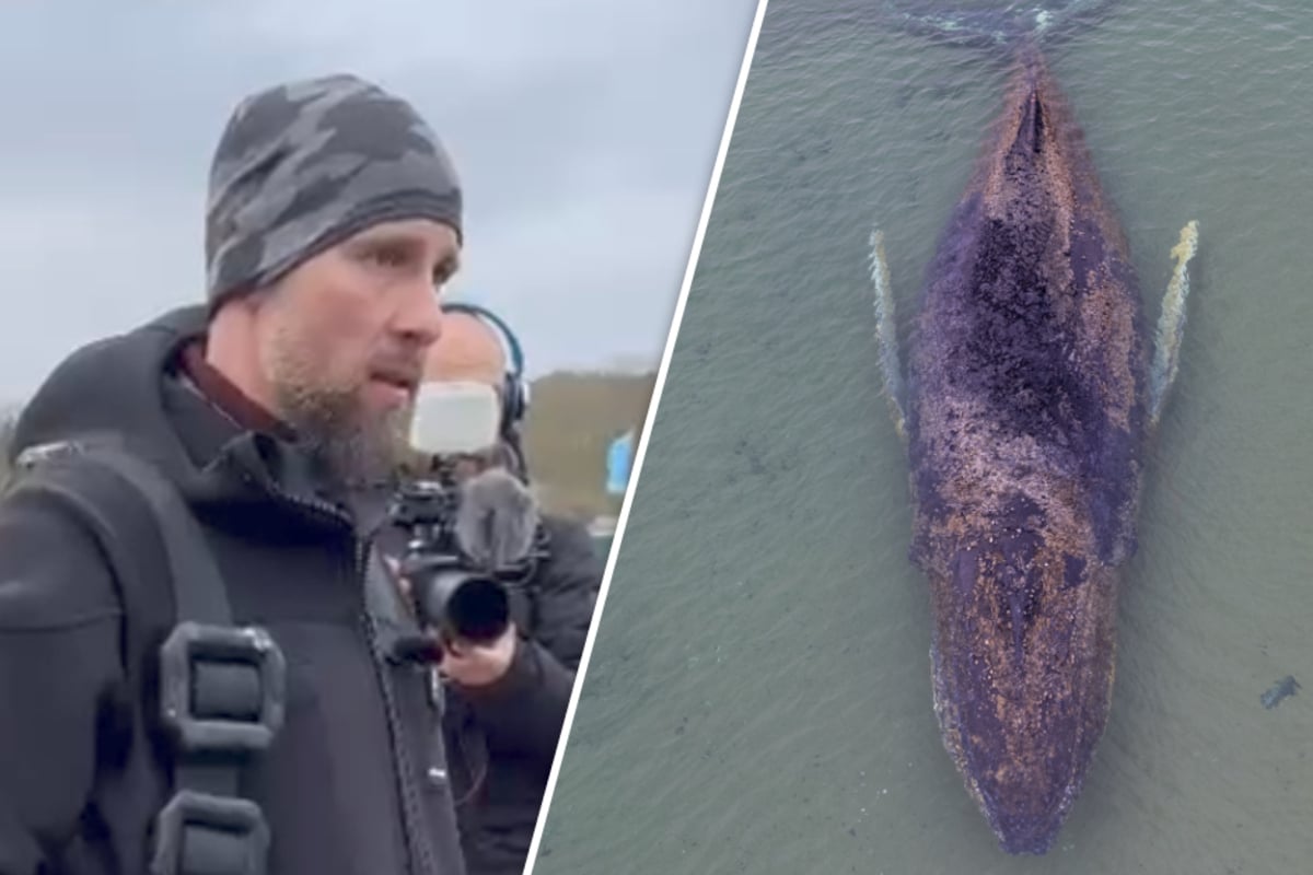Gestrandeter Buckelwal in der Ostsee: YouTuber nimmt Kontakt mit dem Tier auf
