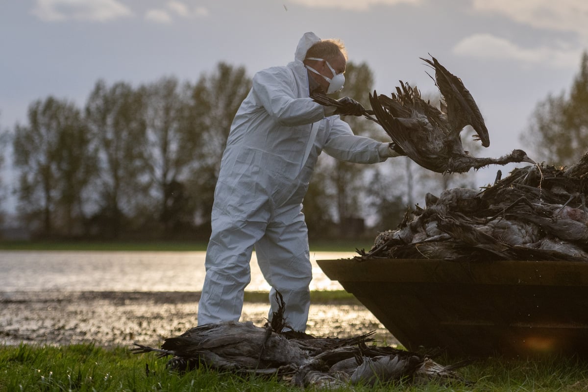 entspannung-nicht-in-sicht-gefl-gelpest-breitet-sich-im-leipziger-umland-weiter-aus