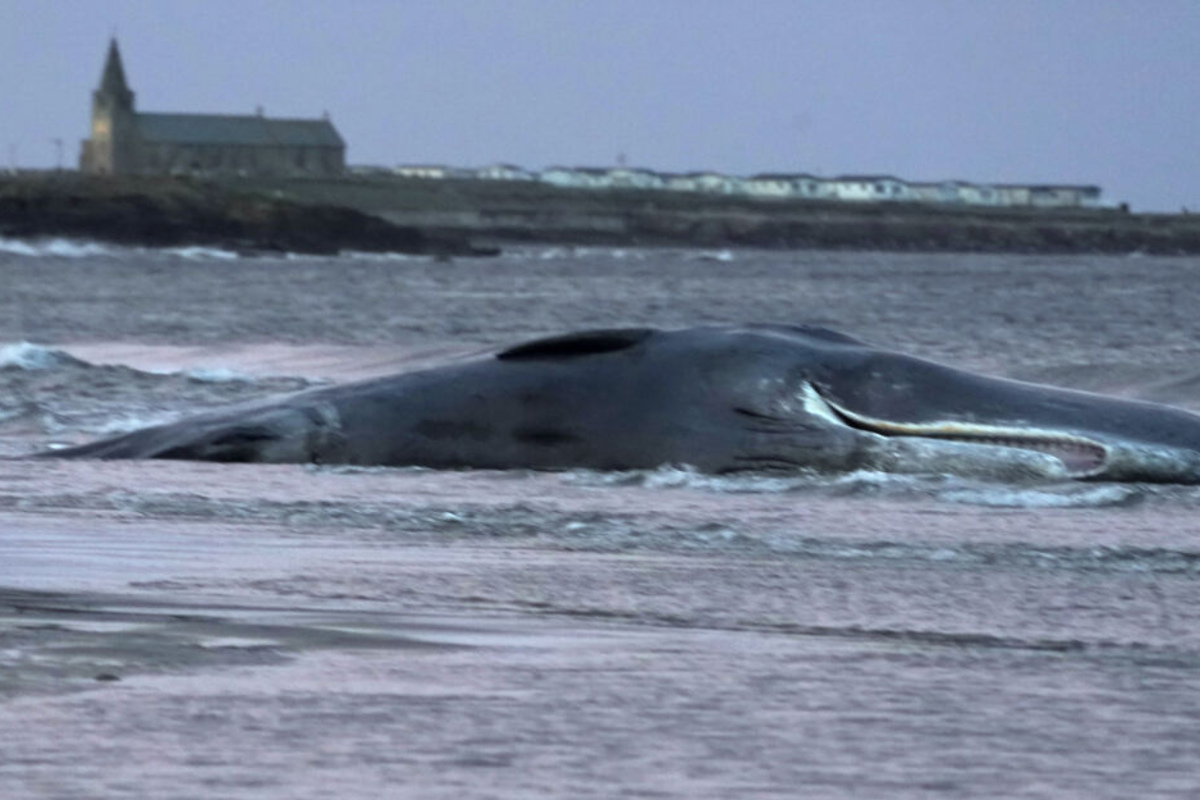 Grausamer Fund Pottwal Mit 100 Kilo Mull Im Magen Verendet Tag24