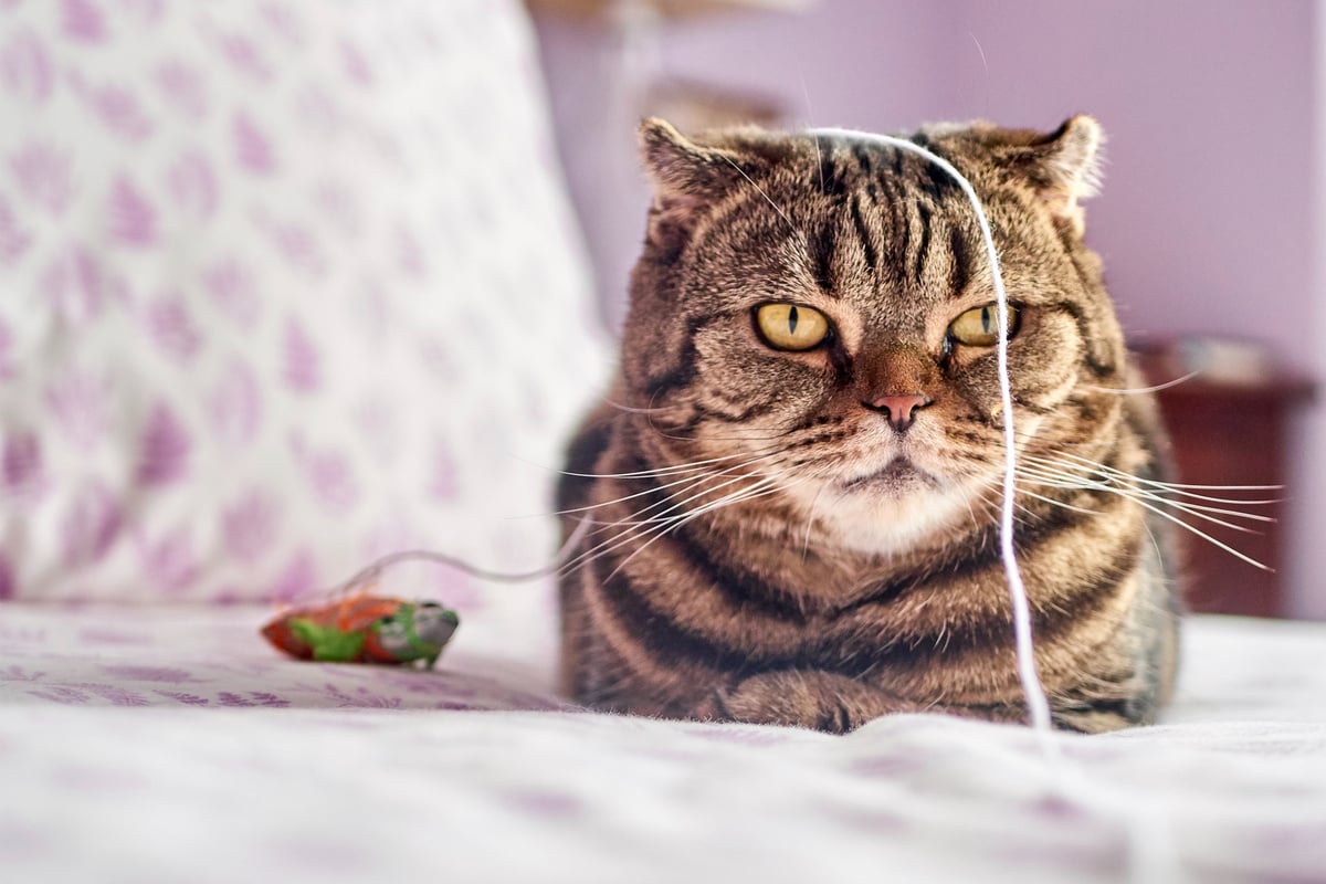 New year, new kitty? Here are the cat supplies you need as a new pet owner!