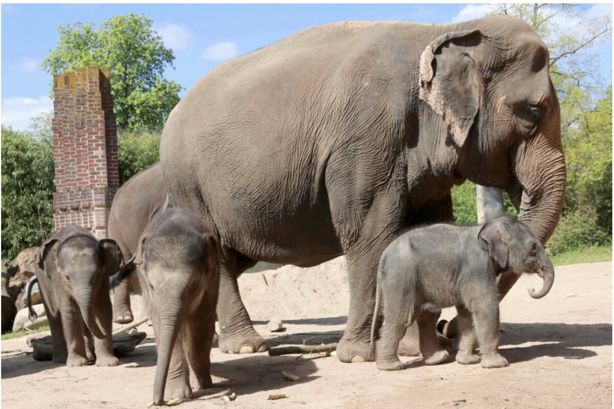 Elefant Tiger & Co. (MDR): Dicke Überraschung beim großen Elefanten-Wiegen im Leipziger Zoo!