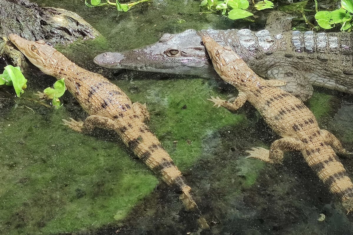 Kölner Zoo überrascht mit seltenem Geburtsvideo: Philippinenkrokodile geschlüpft!