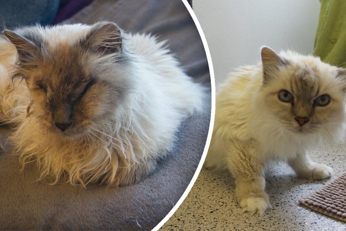 Alte BirmaKatzen nach 18 Jahren ins Tierheim abgeben Jetzt hoffen sie auf ein Weihnachtswunder