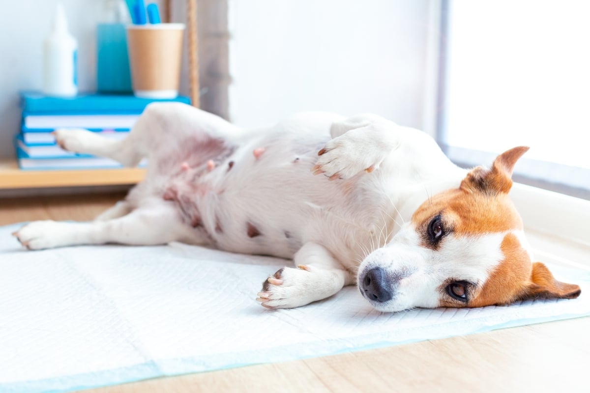 Schwangerschaft bei Hunden: So kurz sind sie trächtig