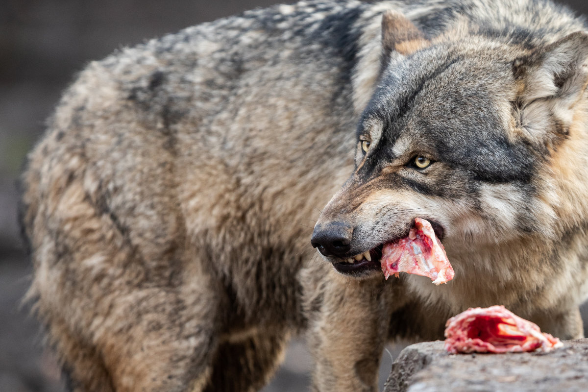 Trotz EU-Schutz: Abschuss auffälliger Wölfe soll in Bayern beschleunigt werden