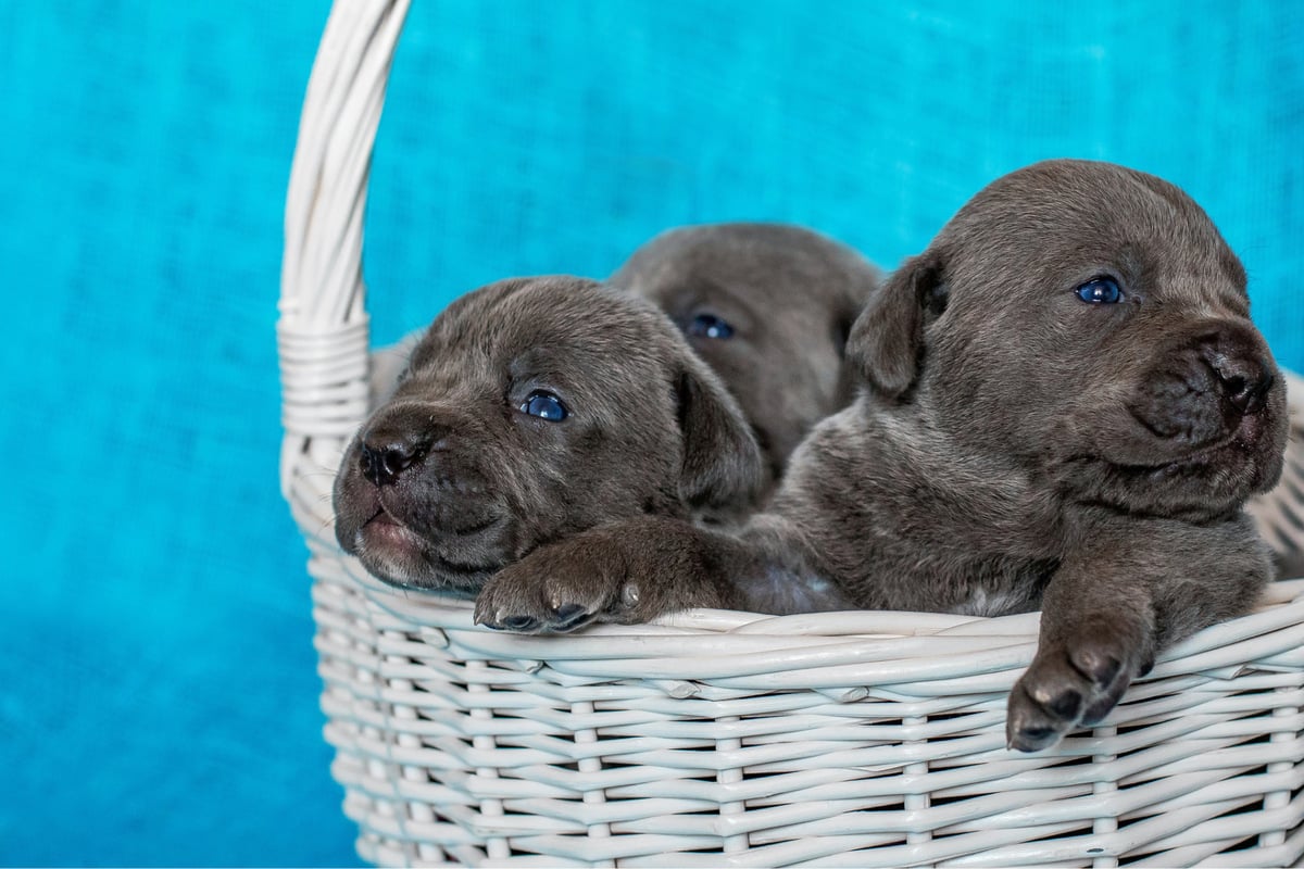 Biggest cane corso on hot sale record