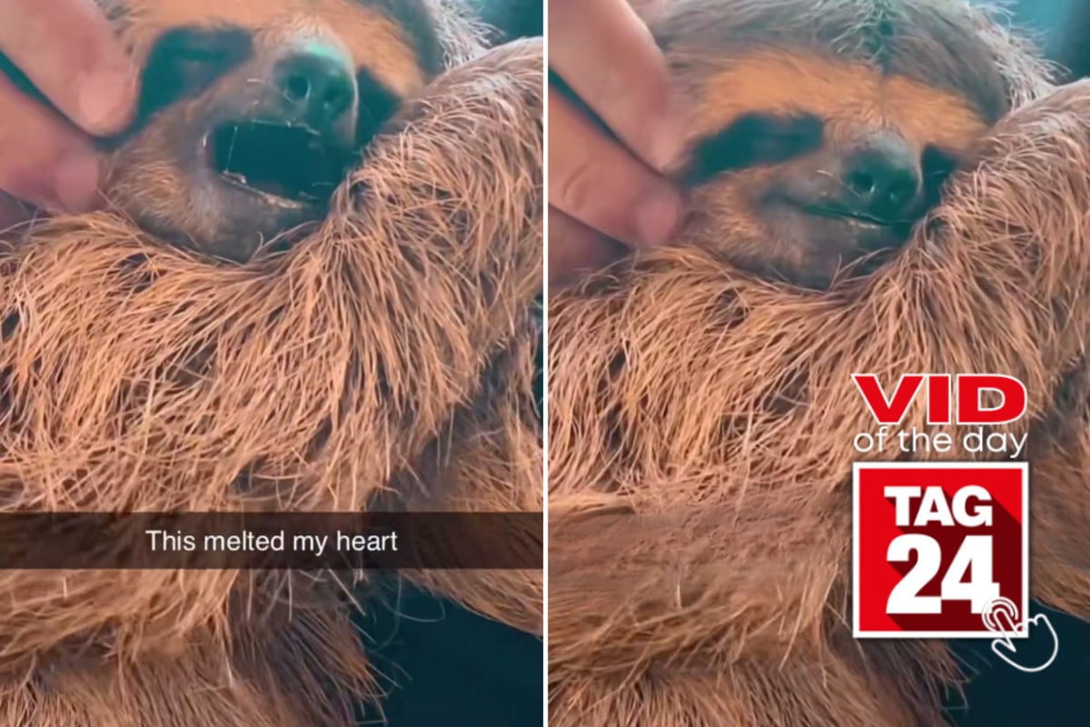 Viral Video of the Day for May 24, 2023 Sloth gives a hammock cuddle