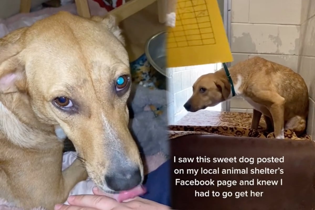 Traumatized Dog Is Rescued And Gets Her New Forever Home
