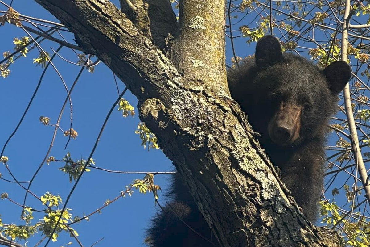Curious bear stuck in tree needs rescue – and it ends with a spectacular fall!