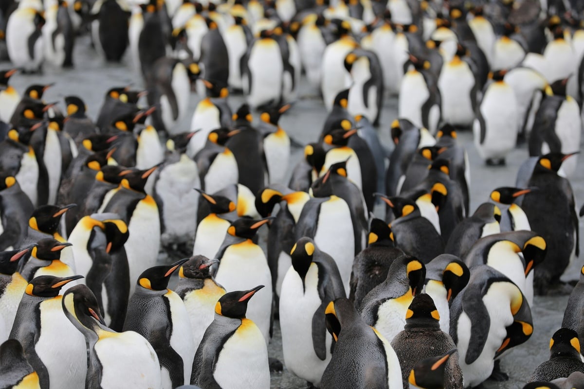 Penguin Poop: An Unlikely Ally in Combating Climate Change in Antarctica