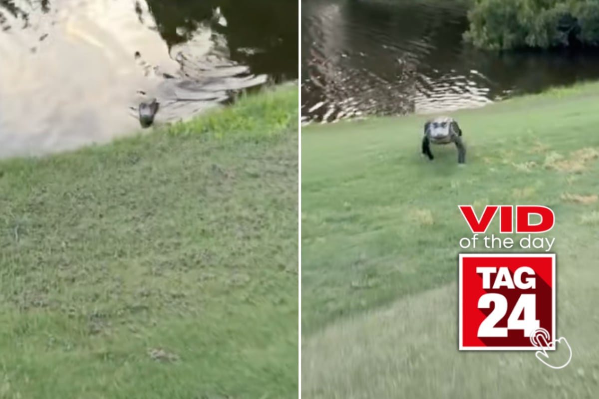 Viral Video of the Day for May 31, 2026: Man chased by alligator in crazy TikTok clip!
