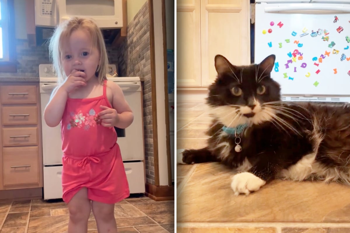 Cat's adorably annoyed reaction to this kitty-obsessed toddler is hysterical!