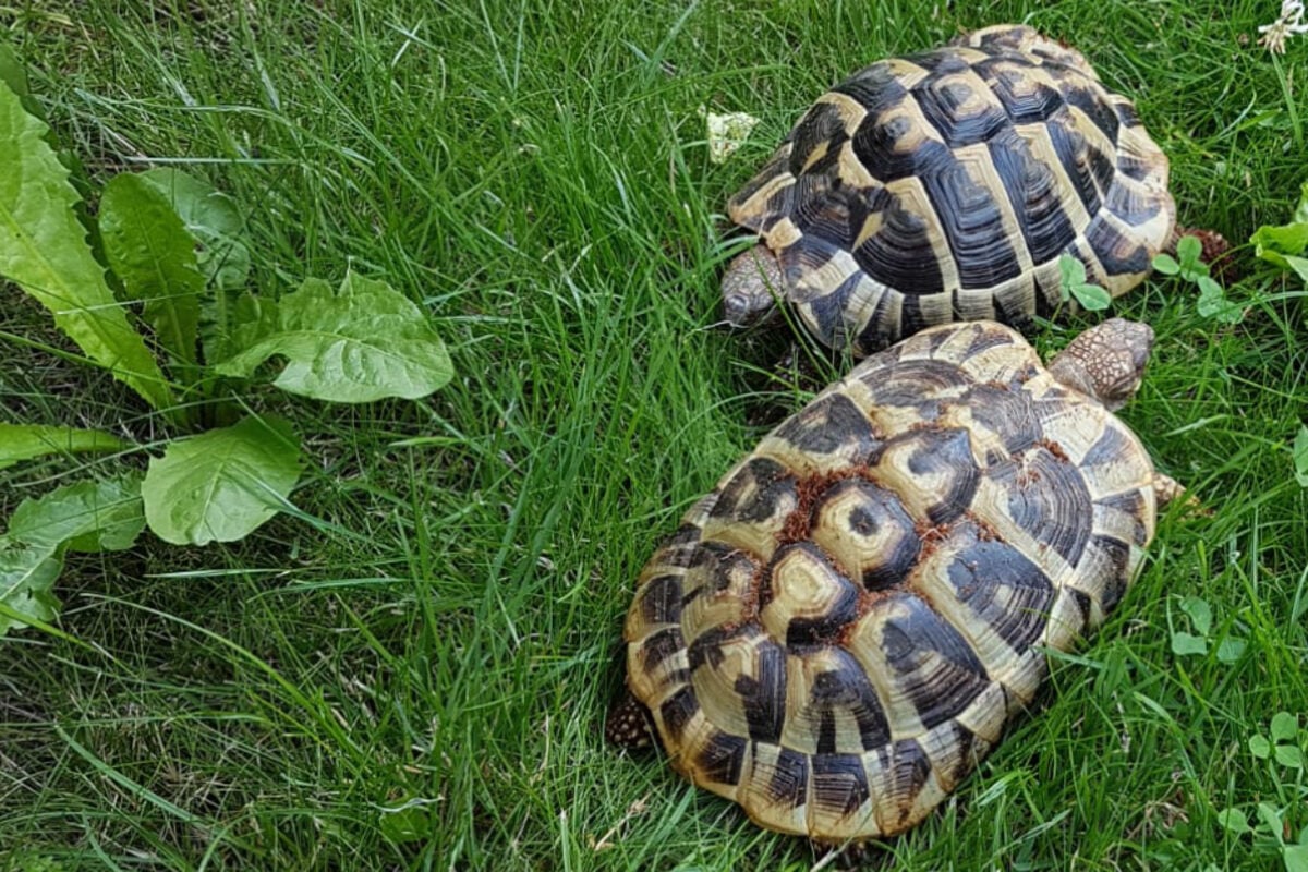 Das Geschlecht von Schildkröten bestimmen - So einfach geht es