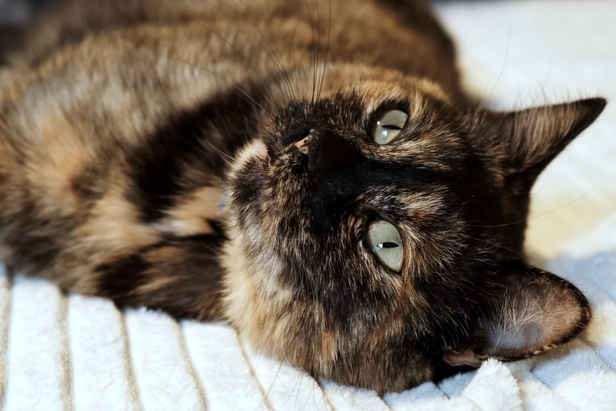 Dreifarbige-Gl-ckskatze-So-besonders-ist-die-Schildpatt-Katze