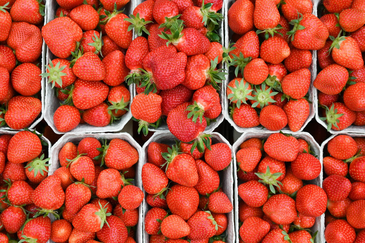 Teurer Snack: Preise für heimische Erdbeeren steigen in die Höhe!