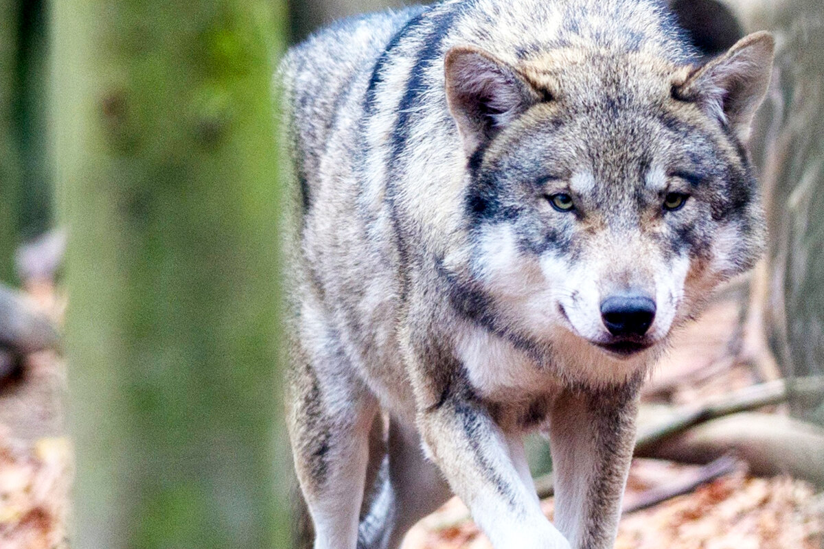 Rekord: Wolf aus Deutschland wandert einmal quer durch Westeuropa