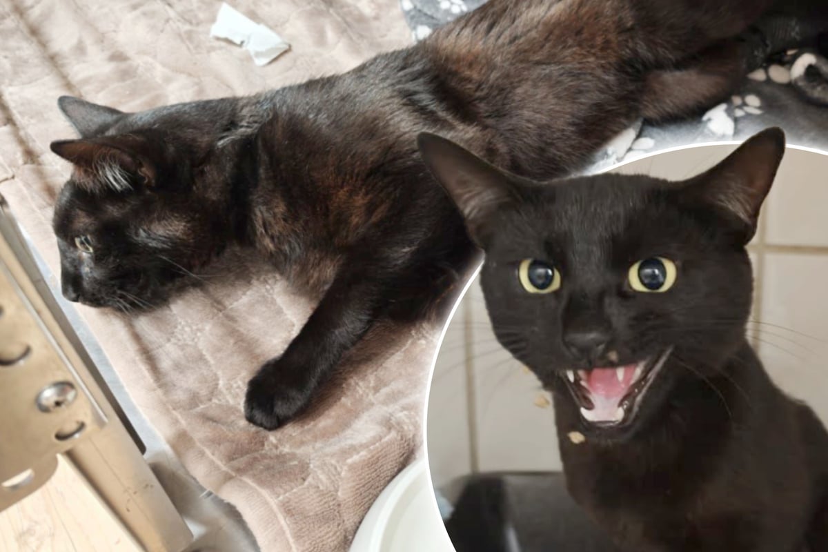 Schwer-verletzt-nach-Unfall-gefunden-Jetzt-braucht-Kater-Rondo-jede-Hilfe