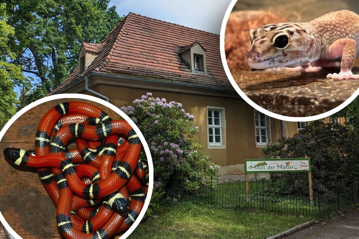 Schäbig! Einbrecher steigen ins "Haus der Natur" ein, stehlen Schlangen und Reptilien