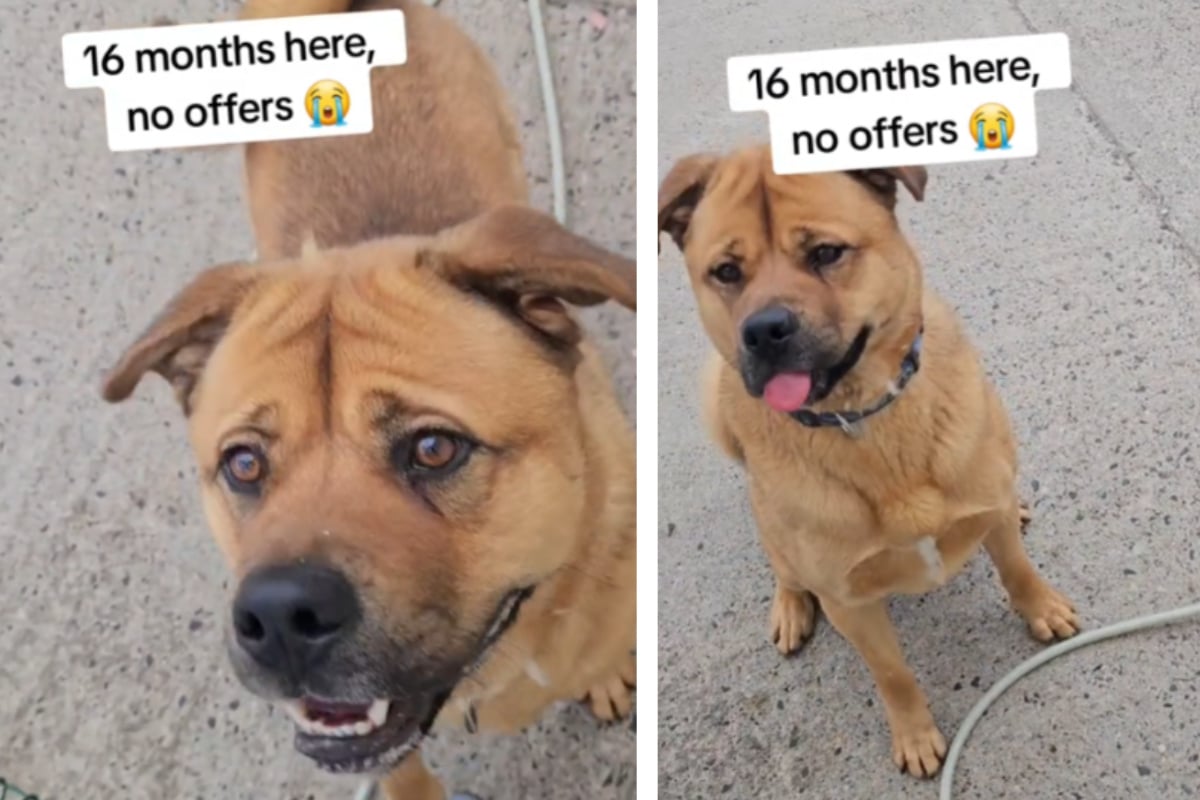 Hund verbringt 16 Monate im Tierheim, dann nimmt sein Schicksal eine überraschende Wendung