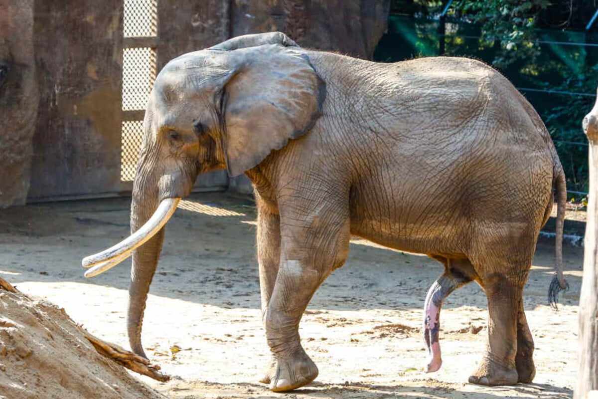 Zoo Dresden: Viel Sex, aber kein Nachwuchs! Was ist bei den Elefanten