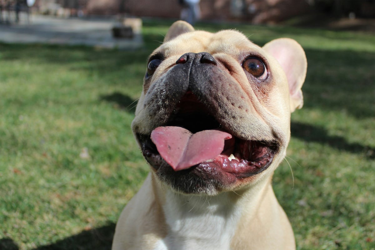 French bulldog in profile: Lifespan, colors, characteristics, and price