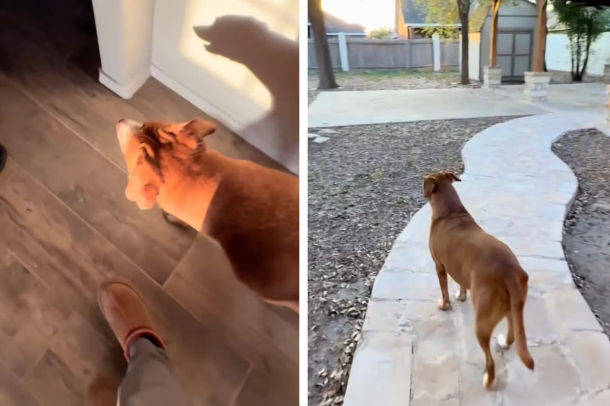 Rescue dog sees a backyard for the first time in new home: her joyful reaction touches many hearts